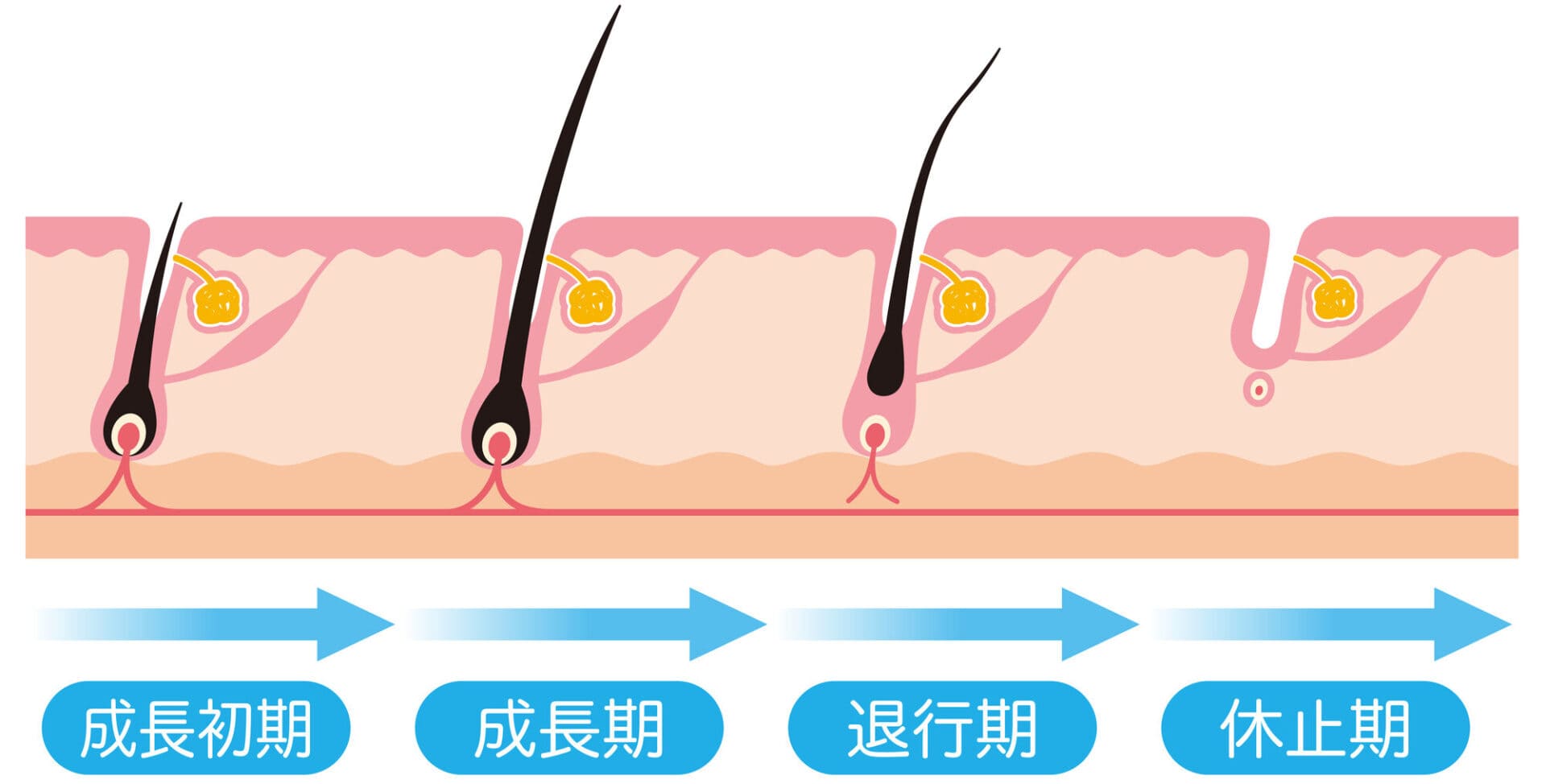 毛の成長サイクル「毛周期」